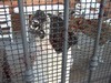 STORIE DI CANI - ARC 5